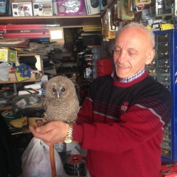 Giresun Yağlıdere'de Baykuşlar Oto Yedek Parça Dükkanına Girdi