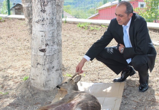 Sivas Koyulhisar'da Yaralı Karaca Yavrusu Tedavi Altına Alındı