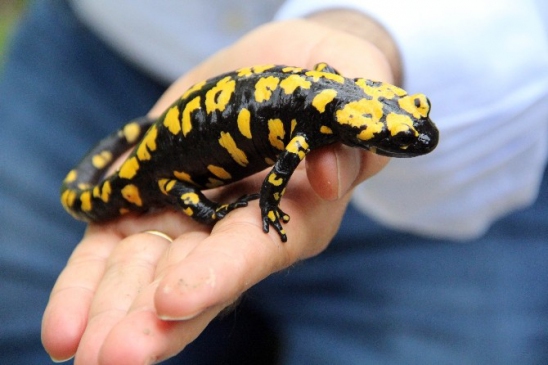 Tunceli Çemişgezek'te Nesli Tükenmekte Olan Su Semenderi İnceleniyor