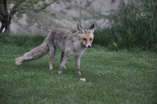 Tunceli Hozat'ta Sanat Müziği Eşliğinde Yemek Yiyen İki Tilki