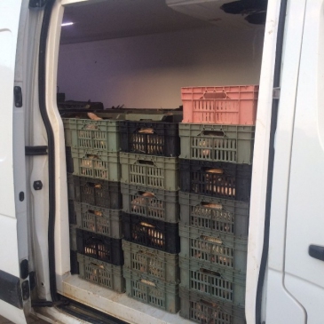 Çorum İskilip'te Kaçak Avlanan 1500 Kilo Balığa El Konuldu