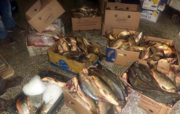 Ankara Altındağ'da 300 Kilo Kaçak Balık İmha Edildi