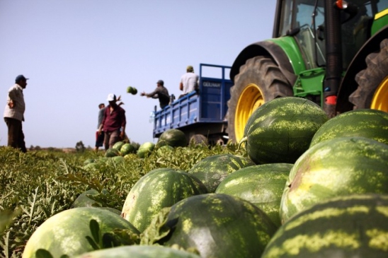 Adana'da Karpuz Hasadı Başladı, 750 Bin Ton Rekolte Bekleniyor