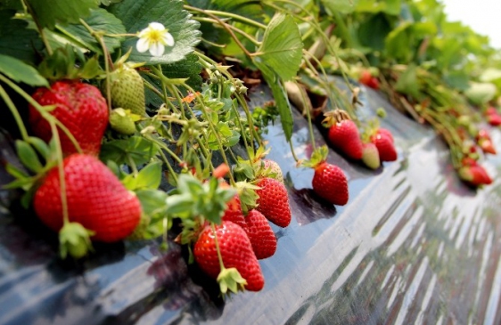 Hatay Yayladağı'nda Çilek Üretimine Geçen Çiftçiler Gelirlerini 20 Kat Arttırdı