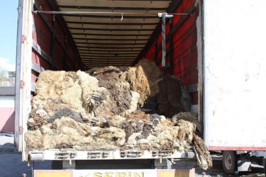 Kars'ta Küçükbaş Hayvan Derileri Arasında 280 Bin Paket Kaçak Sigara Ele Geçirildi