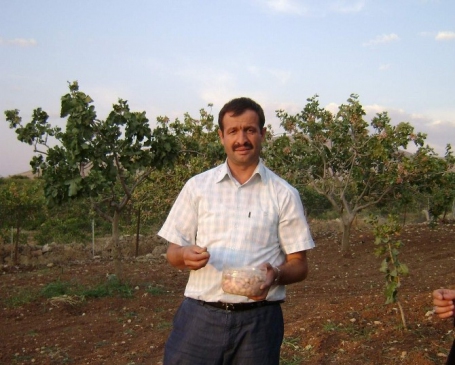 Siirt Merkez'de Fıstık Üretiminde Bu Yıl 20 Bin Ton Rekolte Bekleniyor