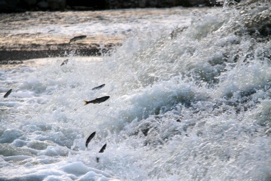 Van Muradiye'de İnci Kefali Balığının Göç Yolu İzleniyor