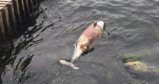 Bursa Gemlik'te Kıyıya Vuran Ölü Yavru Yunus, Vatandaşları Üzdü