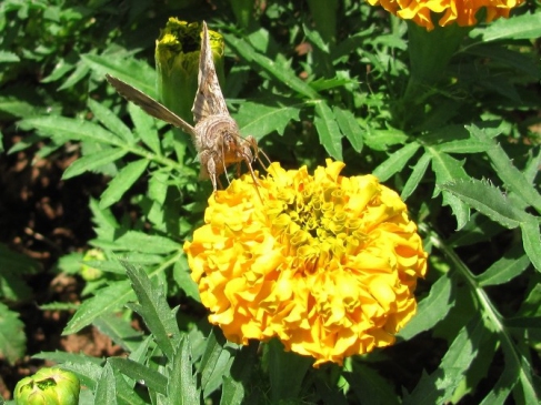 Araban'da Kelebek İstilası, Vatandaşları Tedirgin Ediyor