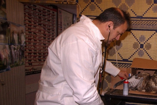 Karaman Ayrancı'da Yaralı Bulunan Doğan, Tedavi Sonrası Doğaya Salındı