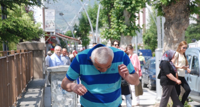 Tokat Merkez'de Kovanından Kaçan Arılar, Vatandaşları Korkuttu