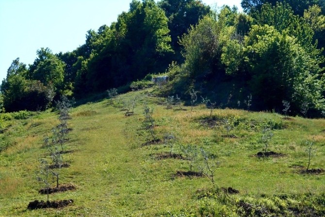 Bartın İl Özel İdare, Zeytin Yetiştiriciliği Projesi ile Tarımı Canlandıracak