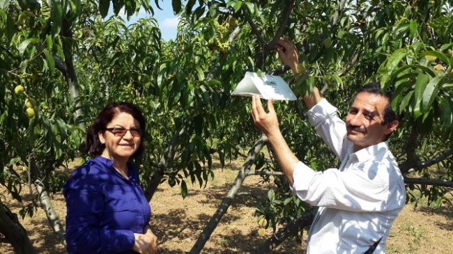 Aydın Kuşadası ve Sultanhisar'da Şeftali Bahçeleri İçin Kontroller Devam Ediyor