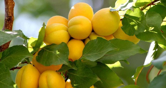 Malatya'da Gerçekleşen Don Olayları Kayısı Üretimini Etkiledi