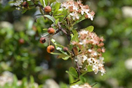 Malatya'da Don Olayı Nedeniyle Kayısı Üretiminde Büyük Zarar Bekleniyor