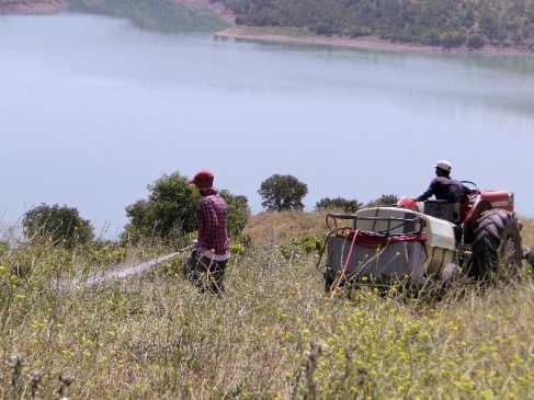 Malatya Pütürge'de Çekirge İle Mücadele Çalışmaları Devam Ediyor