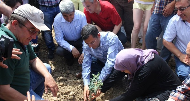 Yırca'da Termik Santral İçin Kesilen Zeytin Ağaçlarının Yerine Yenileri Dikildi