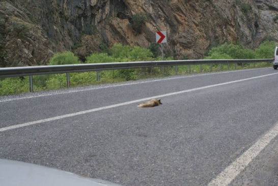 Hakkari Çukurca'da Hızlı Sürücüler Yaban Hayvanlarının Hayatını Tehdit Ediyor