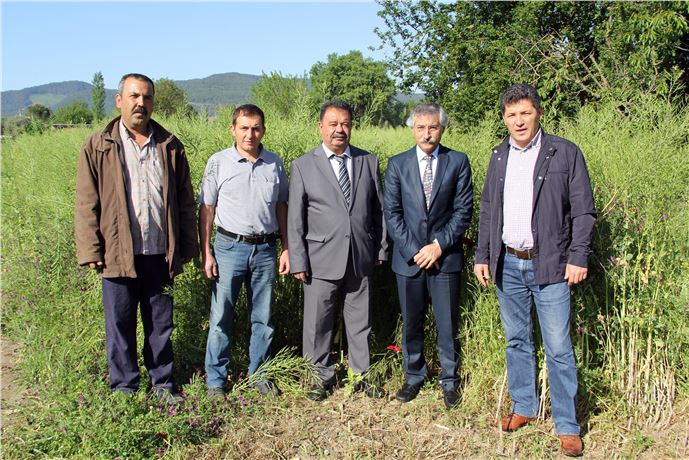 Muğla'da Lenoks Yem Bitkisi Hasadı Çiftçilerin Yüzünü Güldürüyor