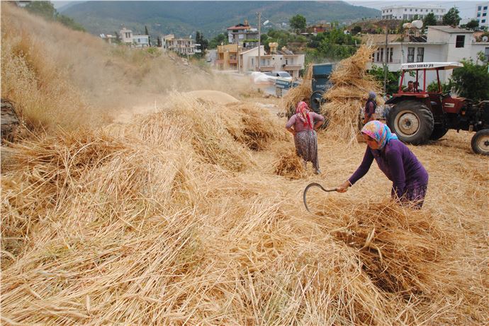 Antalya Alanya ve Manavgat'ta Buğday Hasadı Başladı, Çiftçiler Mazot Fiyatlarından Şikayetçi