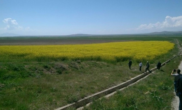 Van Tuşba'da Lenox Yem Şalgamı Ekimi Gerçekleştirildi