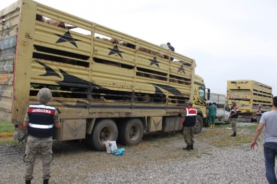 Diyarbakır Bismil'de Yapılan Operasyonda 650 Kaçak Küçükbaş Hayvan Ele Geçirildi