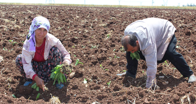 Adıyaman Merkez ve Köylerinde Tütün Dikim Sezonu Açıldı