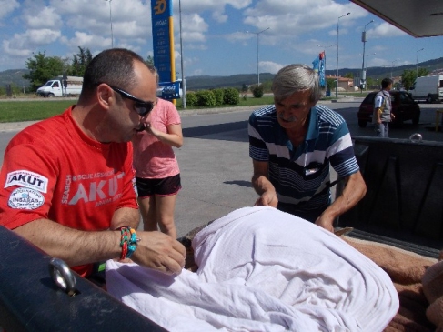 Muğla Bodrum'da Yaralı Caretta Caretta Kaplumbağa Akut Ekipleri Tarafından Kurtarıldı