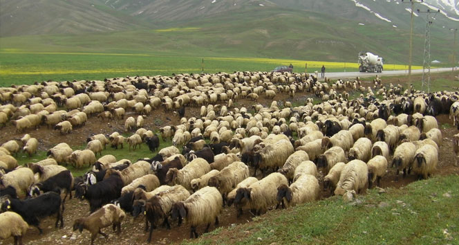 Van'da Yüksek Yaylalara Göç Edebiyatı: Zorlu Yolculuklar ve Sıkıntılar