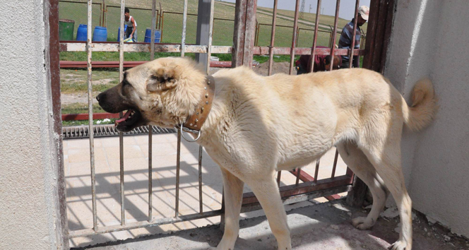 Sivas Merkez'de Kangal Köpekleri İçin Özel Cam Fanuslar Yapılacak