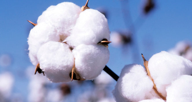 Mardin'de 28 Milyon 511 Bin Lira Pamuk Destek Ödemesi Yapılacak