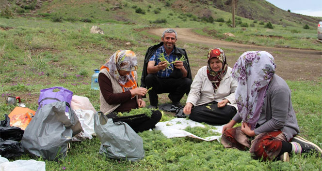 Erzurum Oltu'da Çaşır Toplama Etkinliği Yoğun İlgi Görüyor