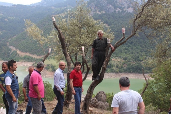 Kozan'da 15 Bin Yabani Zeytin Ağacı Aşılandı