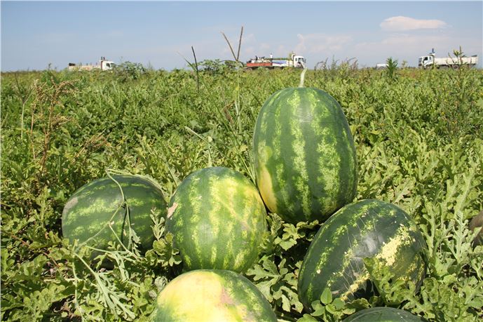 Adana’da Karpuz Hasadı Başladı, Üretim 4 Milyon Tona Ulaşacak