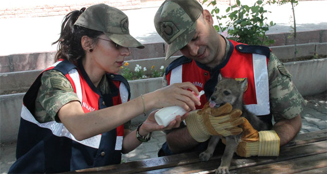 Elazığ Merkez'de Jandarma Yavru Kurtu Sahiplenip Koruma Altına Aldı