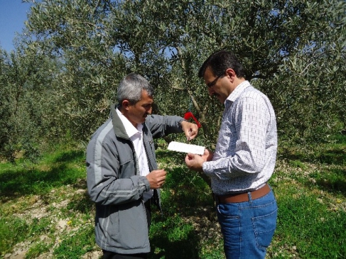 Bilecik Merkez'de Zeytin Ağaçlarının Verimliliğini Arttırmak İçin Proje Başlatıldı