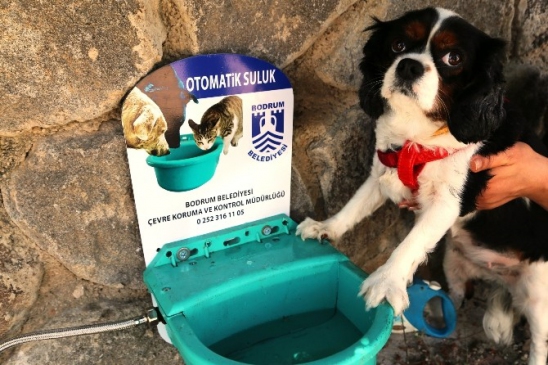 Bodrum'da Sokak Hayvanlarının Su İhtiyacını Karşılamak İçin Otomatik Suluklar Kuruluyor