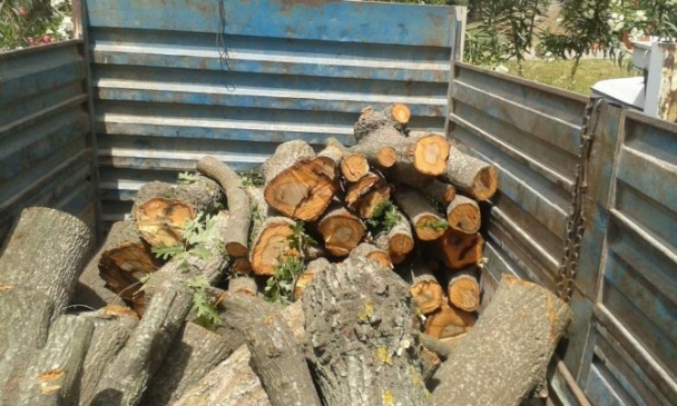 Antalya Manavgat’ta Jandarma Ekipleri Kaçak Ağaç Kesimine Müdahale Etti