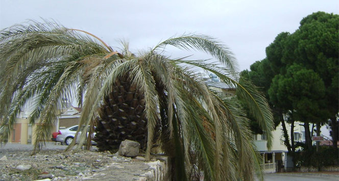 Aydın'da Kırmızı Palmiye Böceği Palmiye Ağaçlarını Kurutuyor