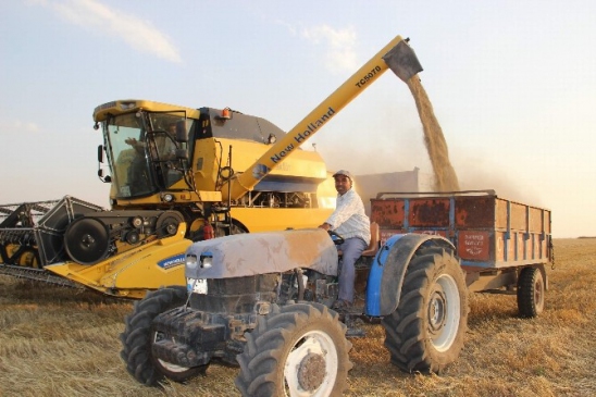 Gaziantep'te Yüksek Verimle Arpa Hasadı Gerçekleşiyor