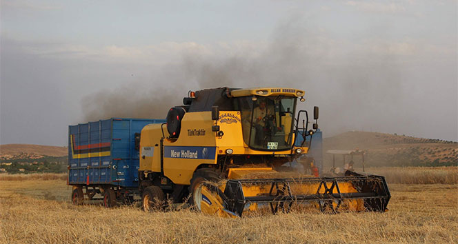 Gaziantep'te Arpa Hasadı Bu Yıl Rekor Seviyeye Ulaşıyor