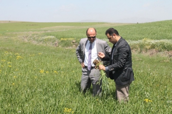 Bayburt'ta 2014 Güz Sezonunda Ekim Yapılan Anıza Ekimi Kontrolleri Gerçekleştirildi