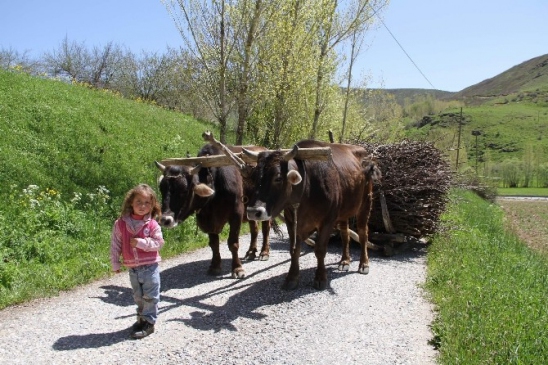 Bitlis'te Kağnı Arabasıyla Yakacak Toplayan Ali Kan