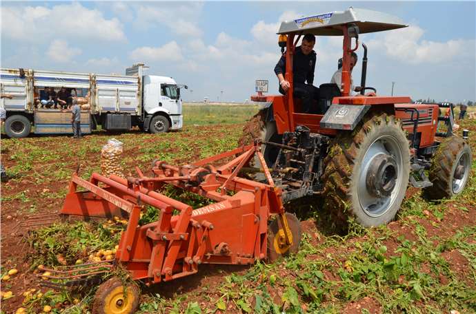 Adana'da Cezaevinde 60 Ton Patates Üretimi Gerçekleşti