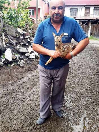 Çorum Kargı'da Keçi Sürüsünden Yavru Karaca Çıktı