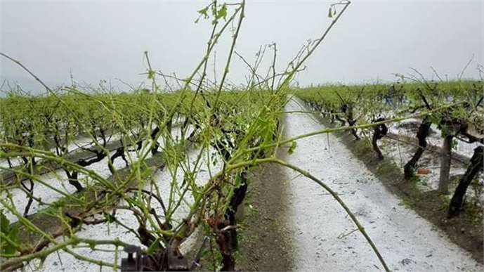 Sarıgöl'de Dolu ve Sağanak Üzüm Bağlarını Vurdu