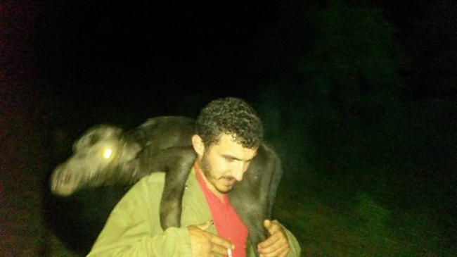 Dursunbey'de Manda Yavrusunu Taşıyan Çiftçi Öne Çıktı