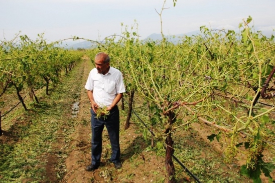 Sarıgöl'de Dolu Afeti: Üzümler Zarar Gördü
