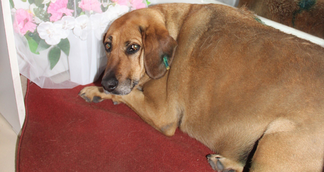 Rize'de Şakira İsimli Sokak Köpeği Fenomen Oldu