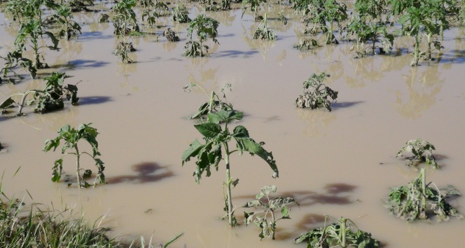 Aksaray'da Sel ve Dolu Tarım Arazilerini Vurdu